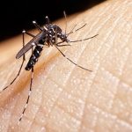 Precauciones y Realidades:El Dengue en nuestro entorno