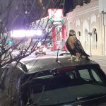 Bahía Blanca: Fotografían un águila coronada en pleno centro de la Ciudad