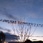 Ascasubi: prueba piloto para controlar presencia de loros barranqueros sin utilizar métodos letales