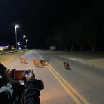 Villalonga: Carpinchos se divisaron en el acceso  a la localidad