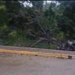 Patagones: un joven de 17 años murió al chocar contra una fila de árboles en la costanera