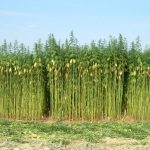 INTA HILARIO ASCASUBI REALIZARÁ UNA JORNADA DE CÁÑAMO INDUSTRIAL