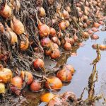 La Región: Lluvias Extremas Generaron Anegamientos en Lotes de Cebolla