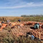 Liderazgo Femenino: El Desafío De Ocupar Puestos Clave En La Producción De Cebolla Siendo Mujer.