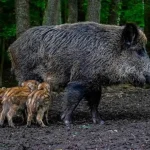Jabalíes: una invasión que avanza sobre los campos y se acerca a las zonas pobladas