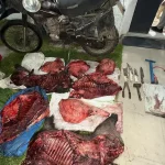 Coronel Pringles: Carnearon un Jabalí, Pero Tuvieron Que Abandonar el Botín en la Fuga
