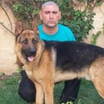 El adiestrador de perros que suma dos condenas por plantar pruebas irá a juicio por el caso Araceli Fulles
