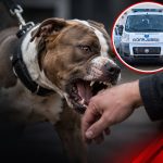 San Antonio Oeste: Una niña de tres años fue atacada por un perro